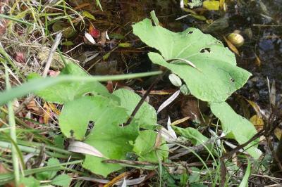 Tussilago farfara