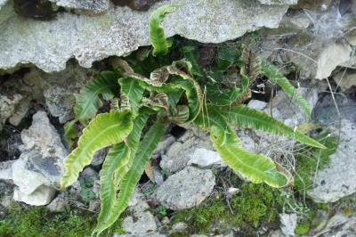 Asplenium scolopendrium
