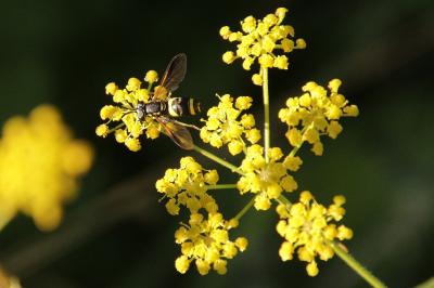 Pastinaca sativa