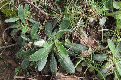 Pilosella officinarum
