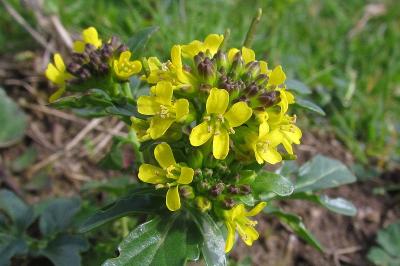 Barbarea intermedia