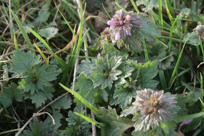 Lamium hybridum