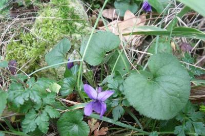 Viola odorata