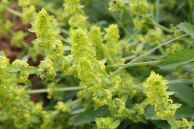 Cruciata laevipes