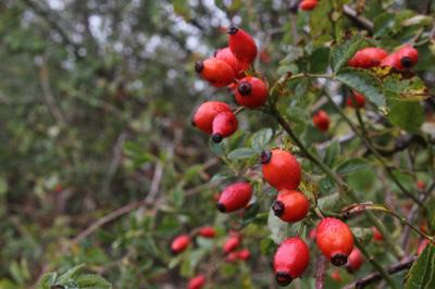 Rosa canina