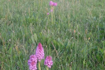 Anacamptis pyramidalis