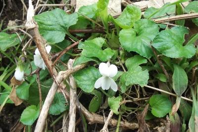 Viola odorata