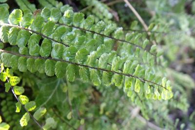 Asplenium trichomanes