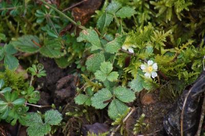 Potentilla sterilis