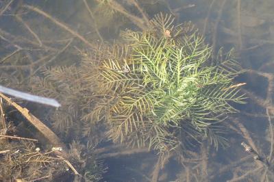 Hottonia palustris