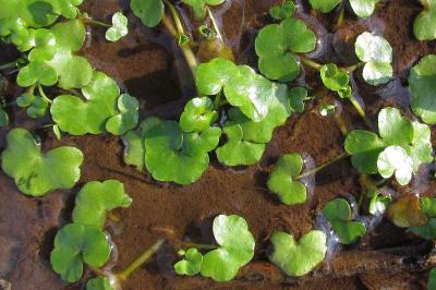 Ranunculus hederaceus