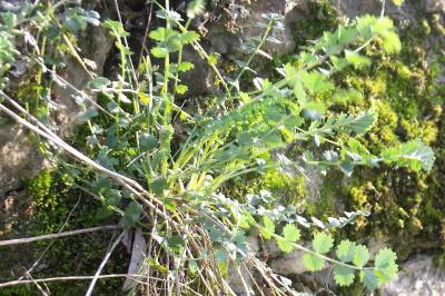 Poterium sanguisorba