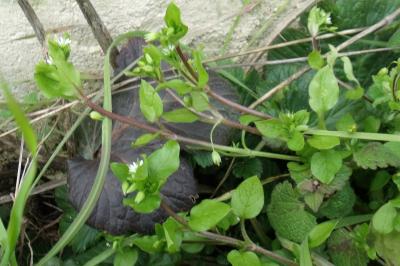 Stellaria media