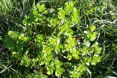 Euphorbia helioscopia