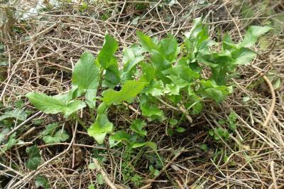 Arum maculatum
