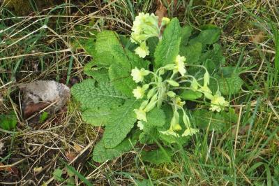 Primula elatior
