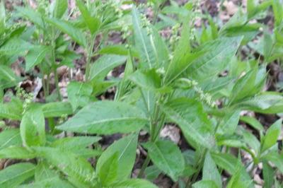 Mercurialis perennis