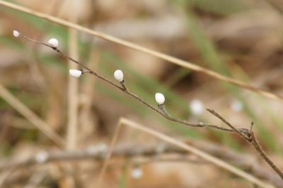 Aegonychon purpurocaeruleum