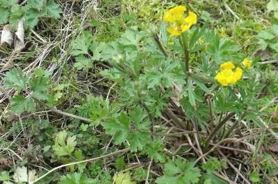 Ranunculus bulbosus