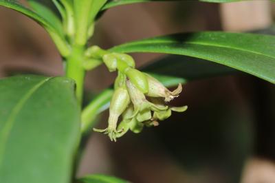 Thymelaeaceae