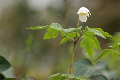 Anemone nemorosa