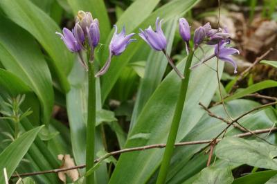 Tractema lilio-hyacinthus