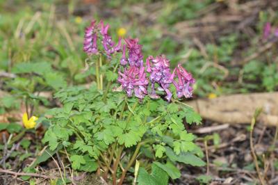 Corydalis solida