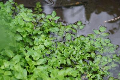 Helosciadium nodiflorum