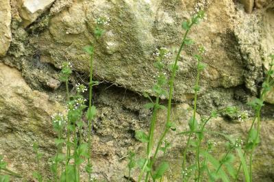 Draba muralis