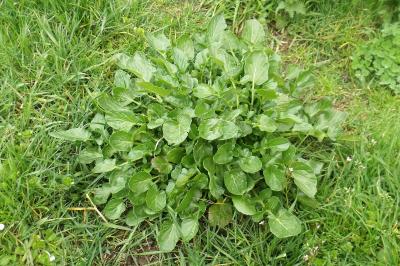 Barbarea vulgaris