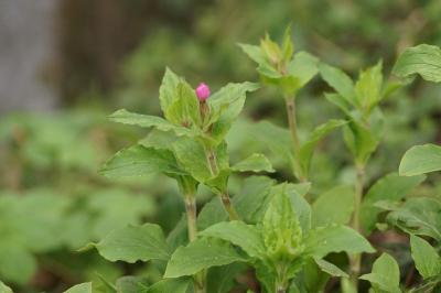 Silene dioica