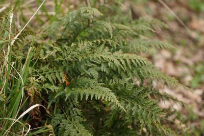 Asplenium adiantum-nigrum