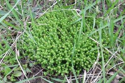 Sedum acre