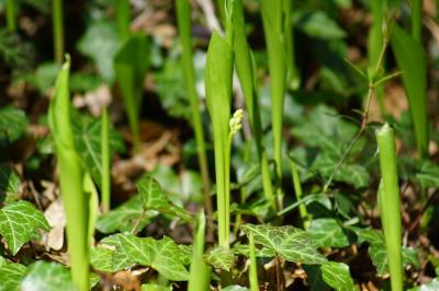 Convallaria majalis