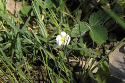Potentilla sterilis