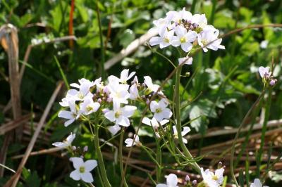 Cardamine pratensis