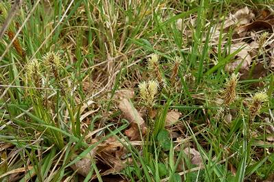 Carex caryophyllea