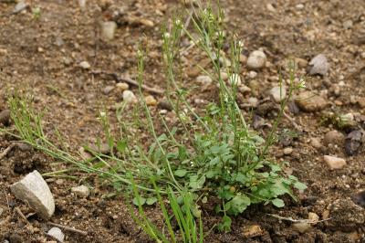 Cardamine hirsuta