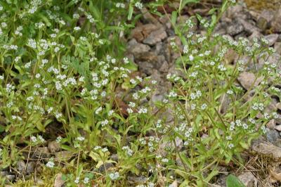 Valerianella locusta