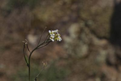 Arabidopsis thaliana