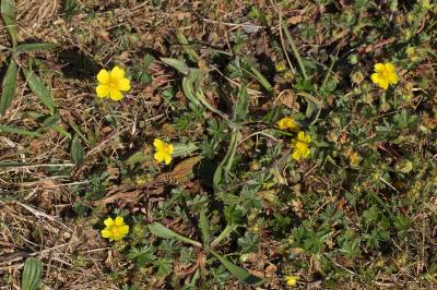 Potentilla verna