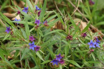 Aegonychon purpurocaeruleum