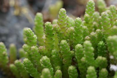Sedum acre