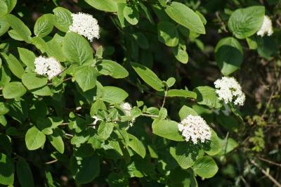 Viburnum lantana