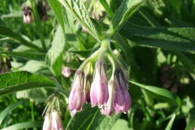 Symphytum officinale