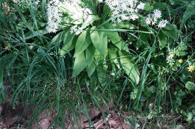 Allium ursinum