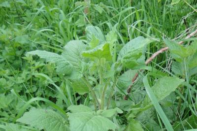 Lapsana communis