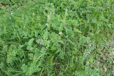 Vicia sepium