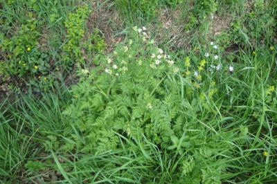 Anthriscus sylvestris