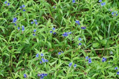 Aegonychon purpurocaeruleum